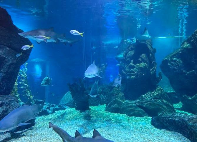 SEA LIFE + MADAME TUSSAUDS TICKETS